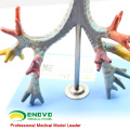 LUNG05(12502) 2 parts Life Size Larynx ,Trachea & Bronchial Tree Anatomy Models > Respiratory